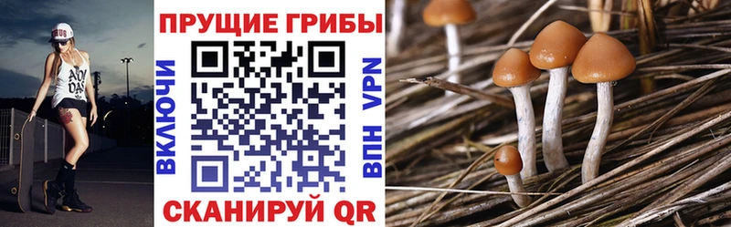 Псилоцибиновые грибы Psilocybe  продажа наркотиков  Евпатория 